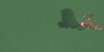 仿生机器小蝙蝠batbot翅膀是有机硅薄膜制成的配以碳纤维材质的骨架