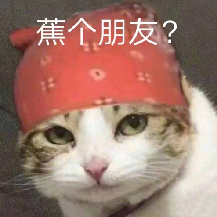 焦个朋友？（猫咪交个朋友）_焦个_猫咪_朋友_叫个_交个表情