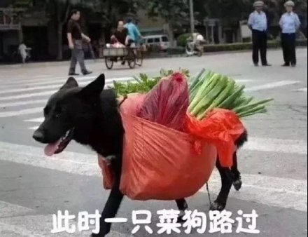 此时一只菜狗路过_菜狗_路过_此时_一只表情