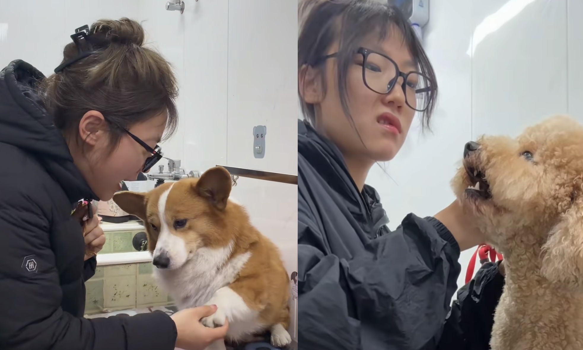 反差拉满！博主靠“暴力洗狗”火了，网友们欠潘宏一个道歉？