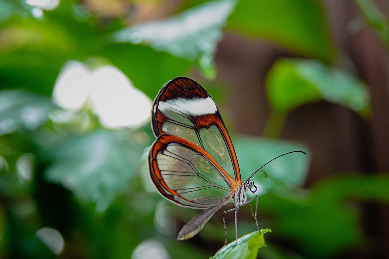 glasswing-butterfly-6214689_1280.jpg