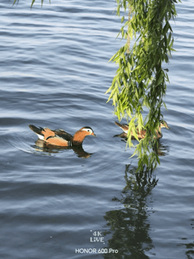 IMB_E0PaA6.gif