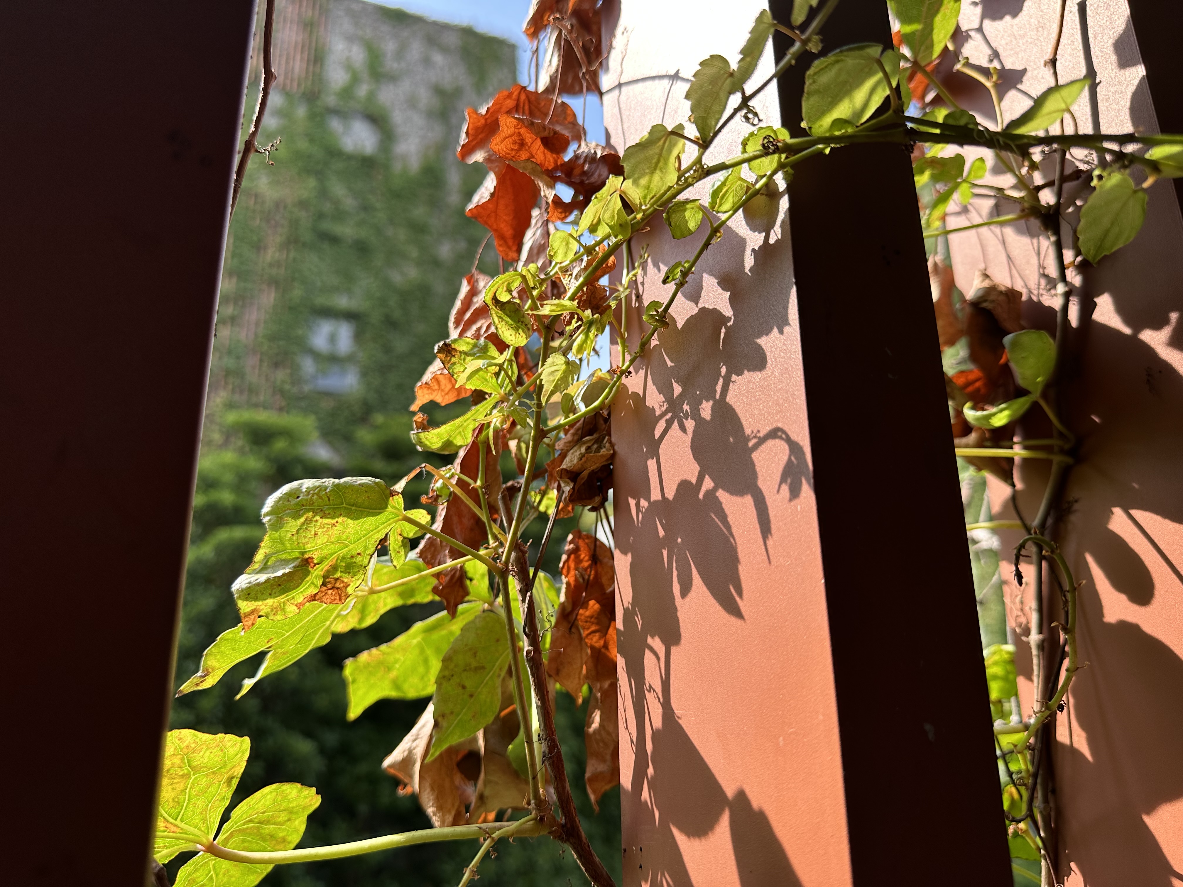 IMG_0102.jpeg