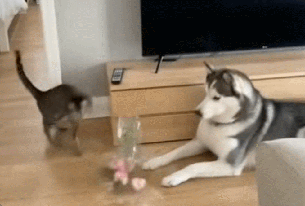 GIF 2026-7-24 10-25-43.gif