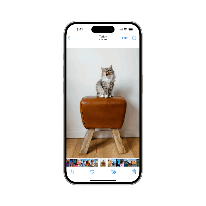猫.gif