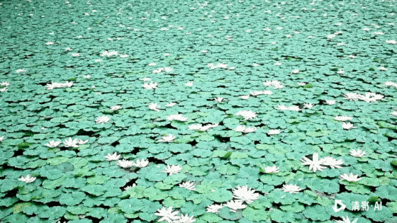 清影第三个.gif
